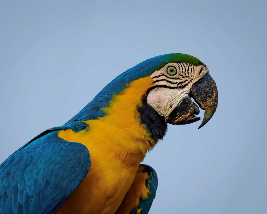 Blue-and-gold Macaw