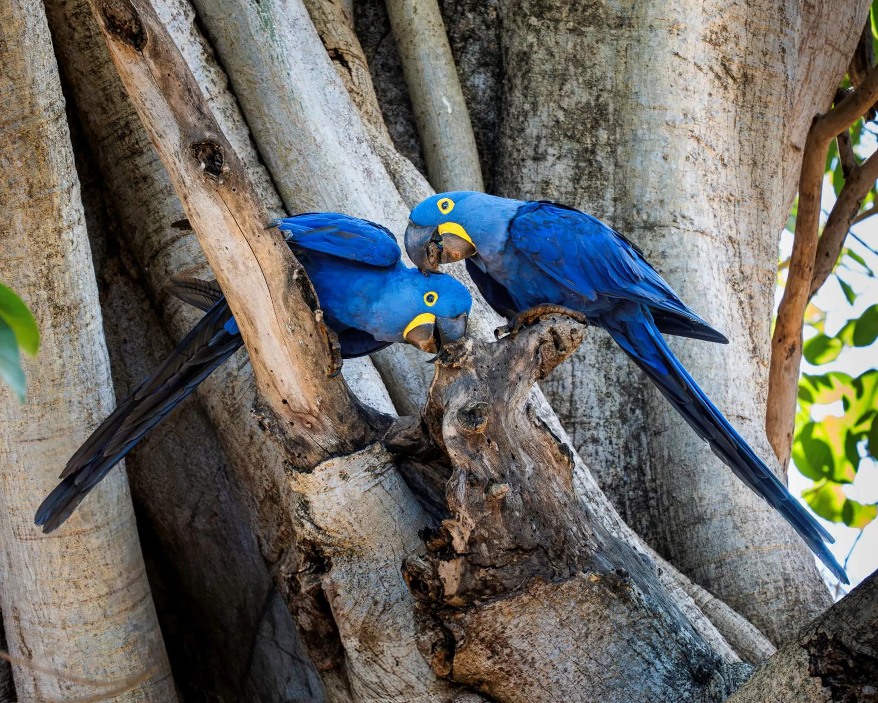 Hyacinth Macaws