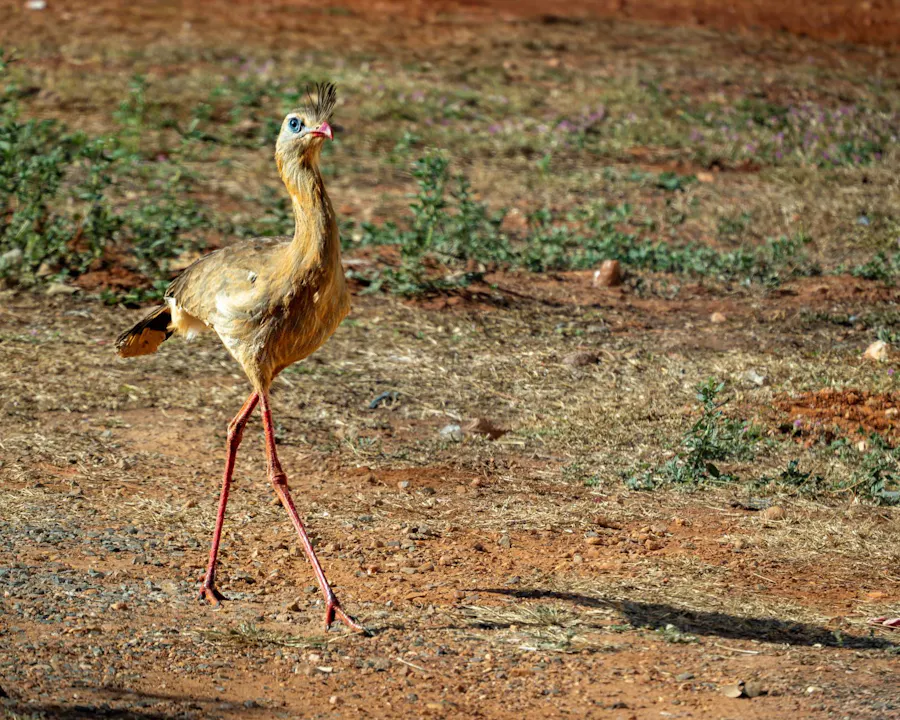 Red-legged Seriema