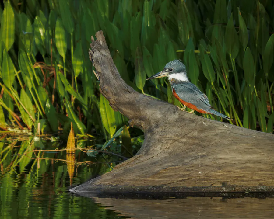 Ringed Kingfisher