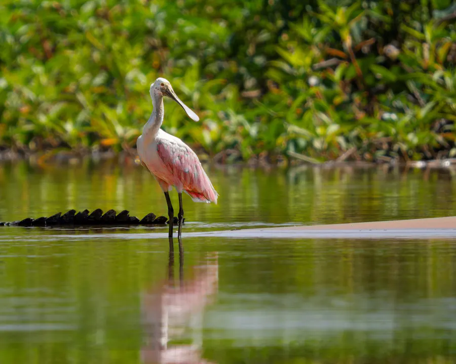 Roseate Spoonbill