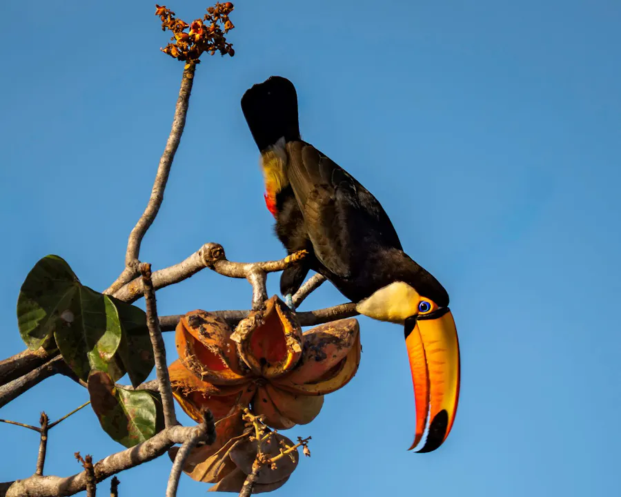 Toco Toucan perched in full view