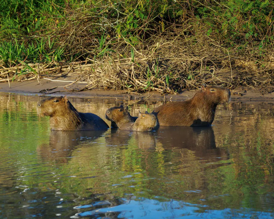 Capybaras