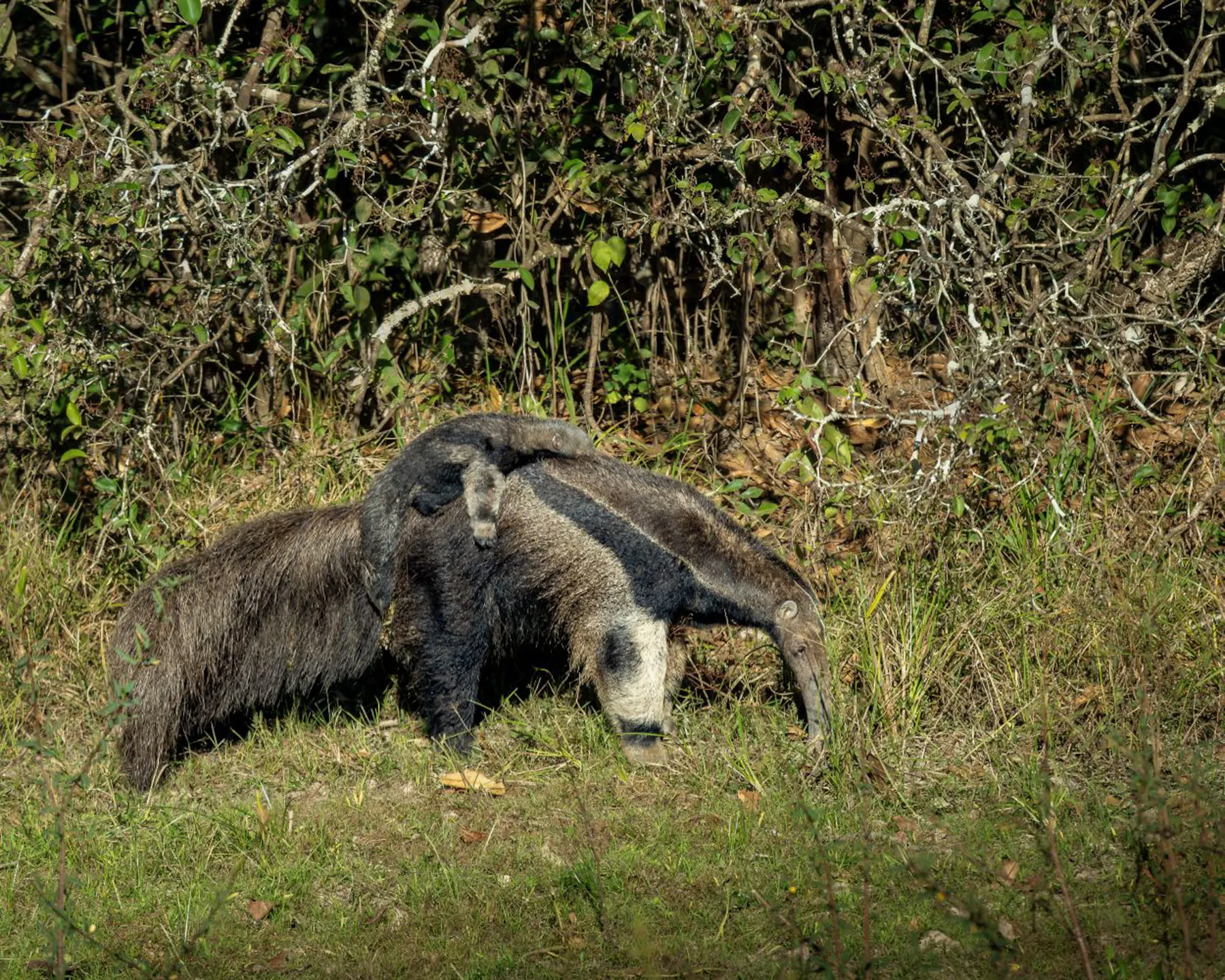 A giant anteater carrying a baby on its back