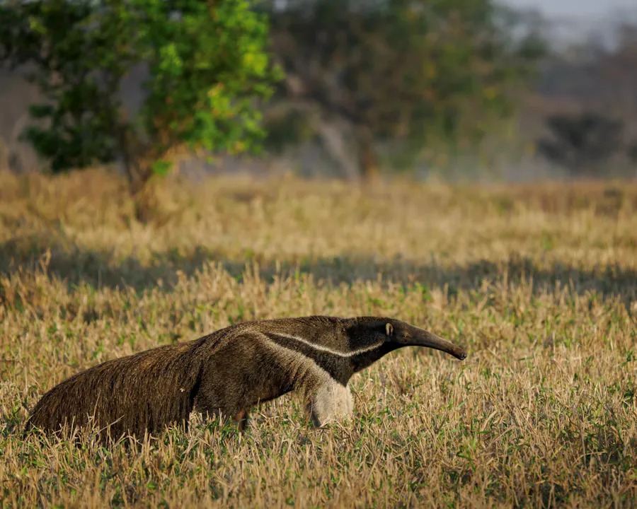 Giant anteater