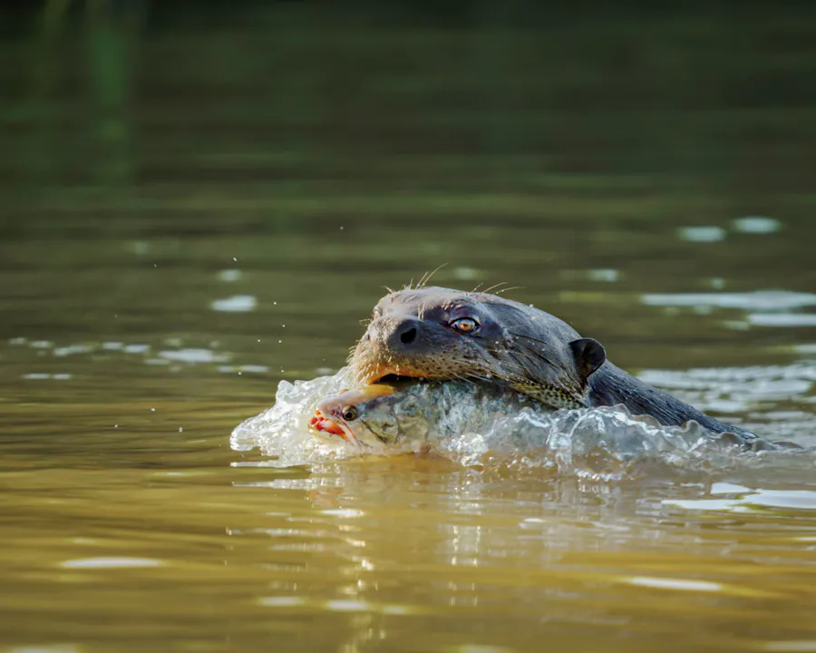 Giant river otter