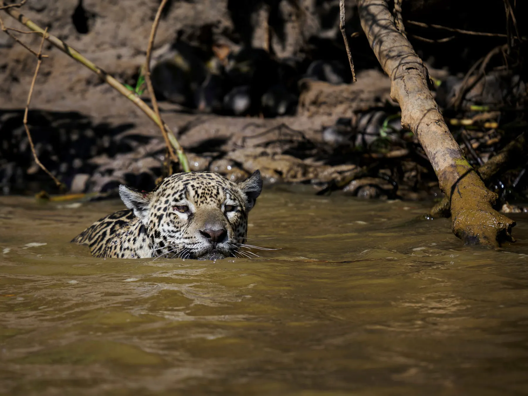 A jaguar along the Cuiabá River