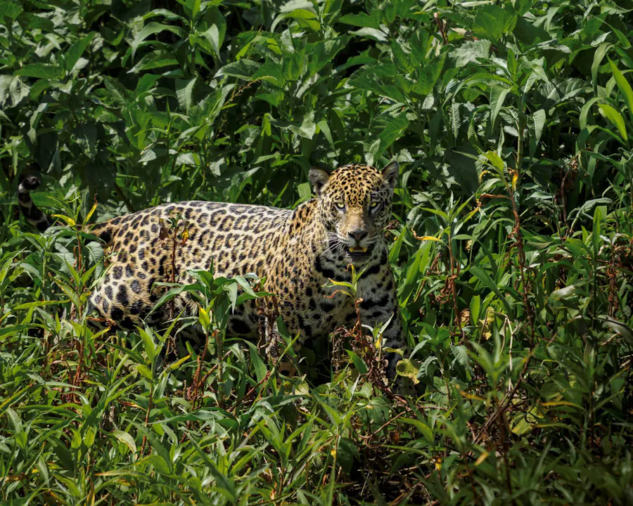 A jaguar at Caiman Lodge