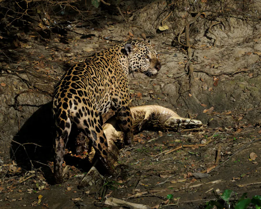 A jaguar on the riverbank