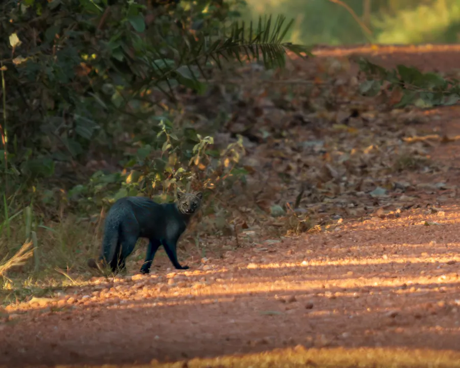 Jaguarundi walking along an open road