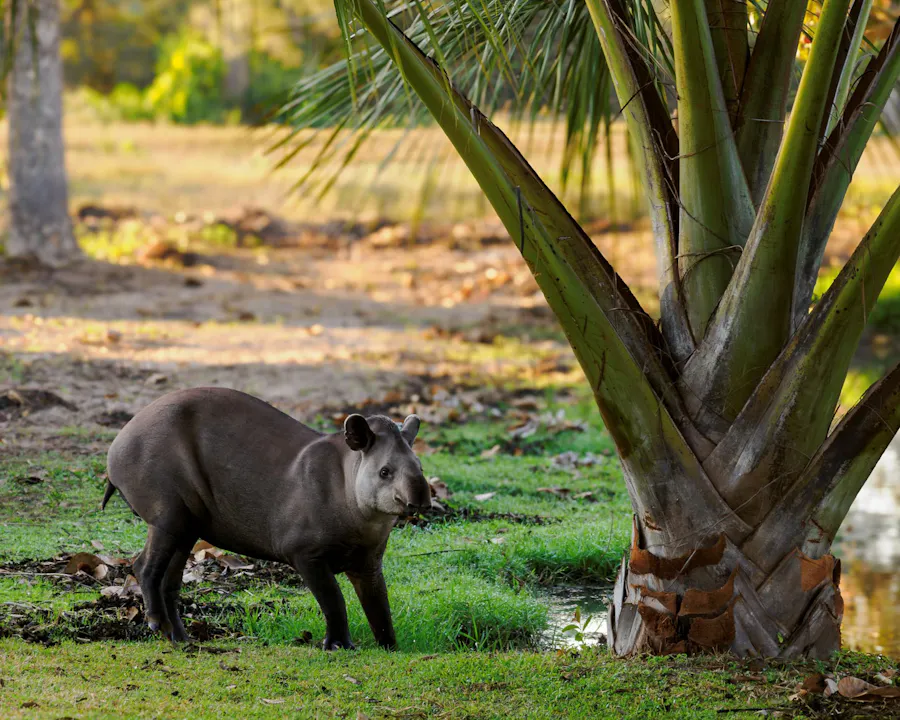 Lowland tapir moving through brush