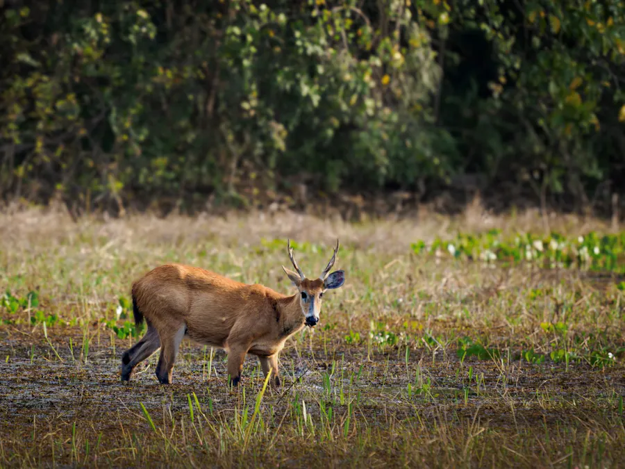 Marsh deer