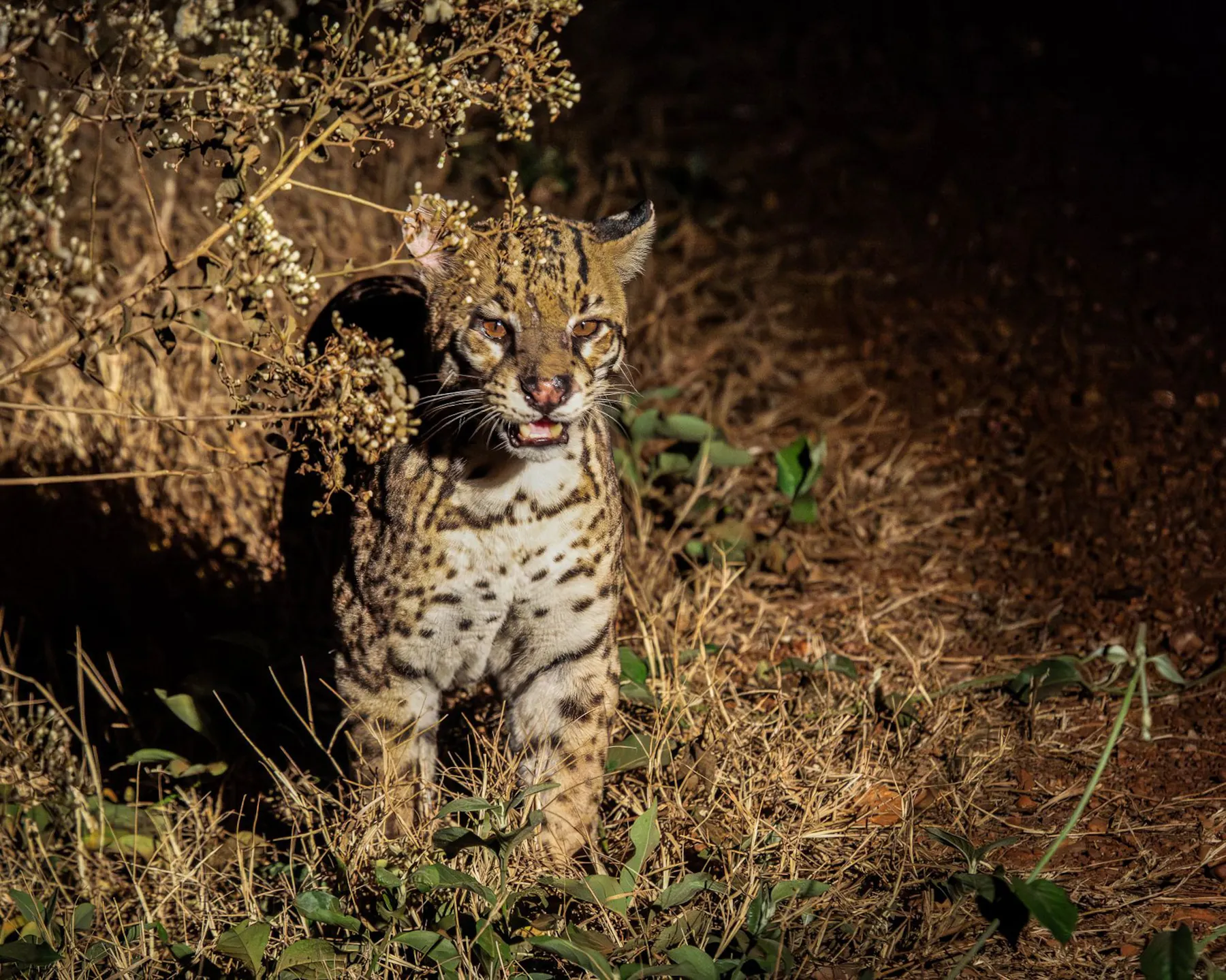 An ocelot in the brush