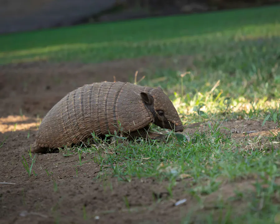 Six-banded armadillo