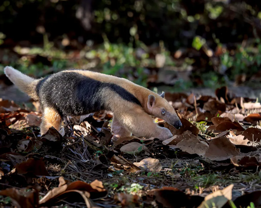 Southern tamandua
