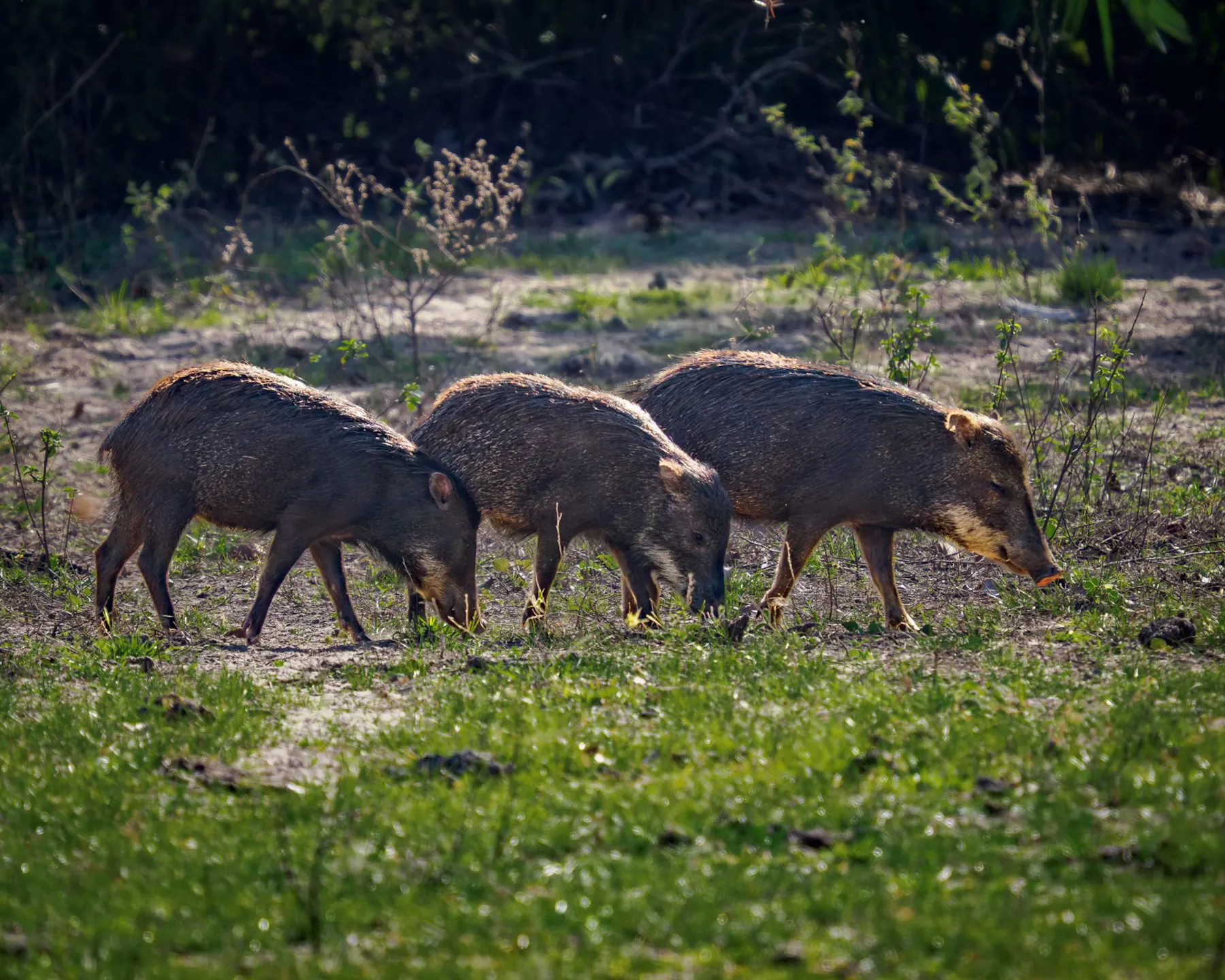 A herd of white-lipped peccaries