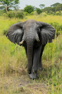 African Elephant