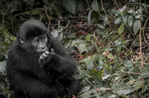 Mountain Gorilla
