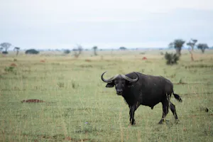 Wildebeest© Muwanguzi Isaac