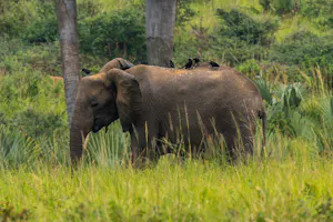 African Elephant© Rino Adamo