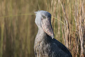 Shoebill Stork