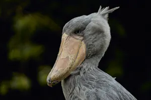 Shoebill Stork