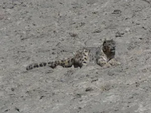 Snow LeopardCatherine Birt