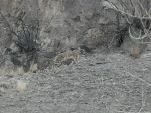 Snow LeopardCatherine Birt