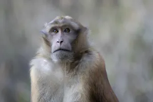 Assam Macaque© Stefanie Plein