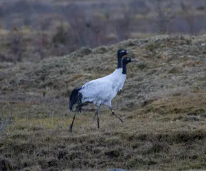 Black necked Cranes© Stefanie Plein