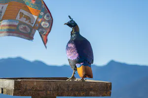 Himalayan Monal Pheasant © Stefanie Plein
