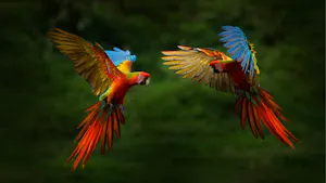 Scarlet Macaws